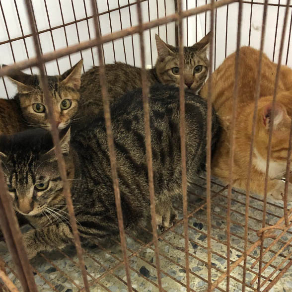 下鄉志工 台灣之心偏鄉貓狗免費絕育活動 瓜之家の日常 貓咪插畫工作室